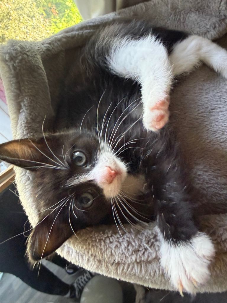 9 week old tuexdo kitten