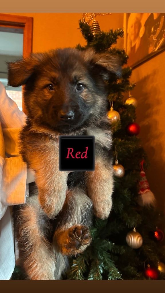 (1 male remaining) German shepherd puppies for sale🐾