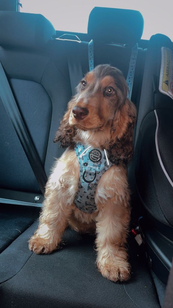 Show type cocker spaniel 