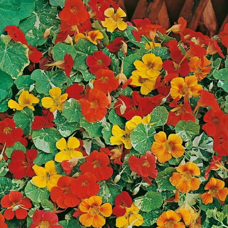 Nasturtium Plants - Alaska & Tom Thumb - 6 Plants Per Tray - Grown Peat-Free