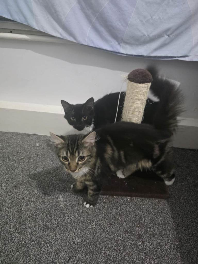 Two boy kittens for sale