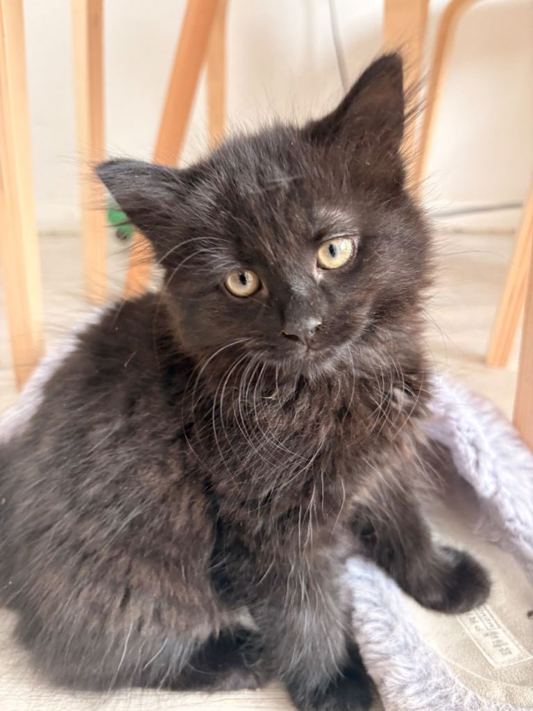 Kittens for sale