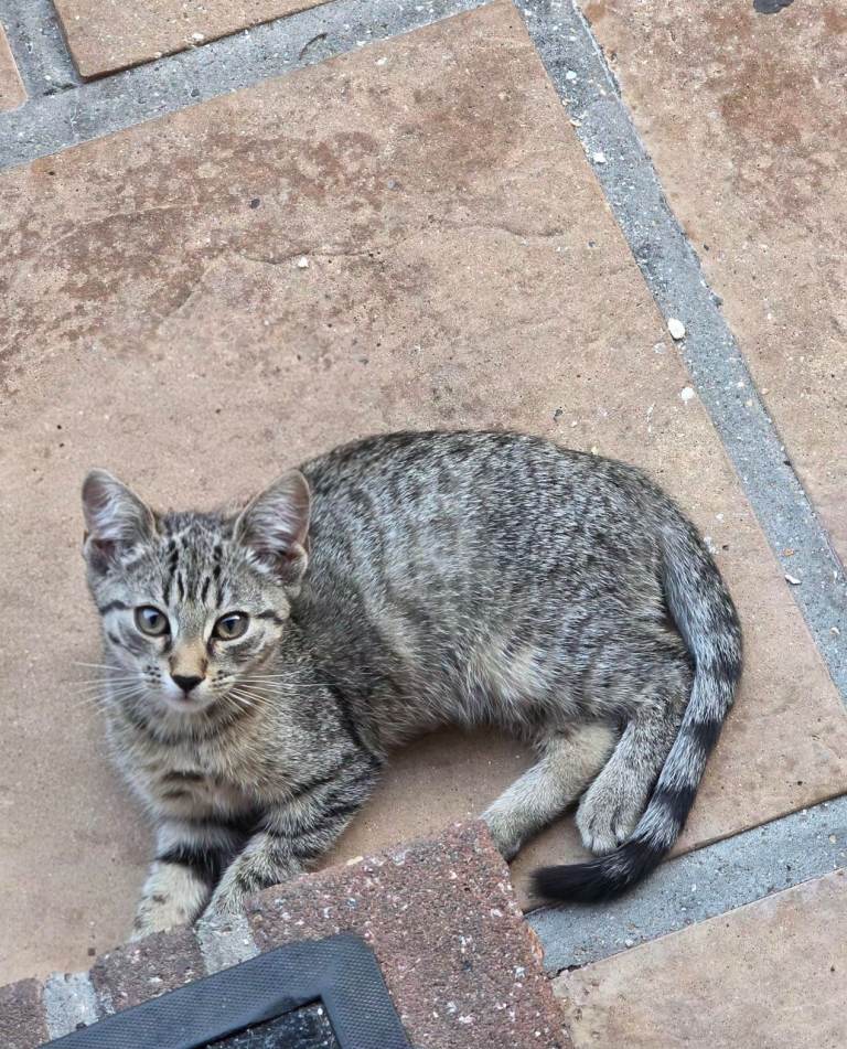 Tabby cat