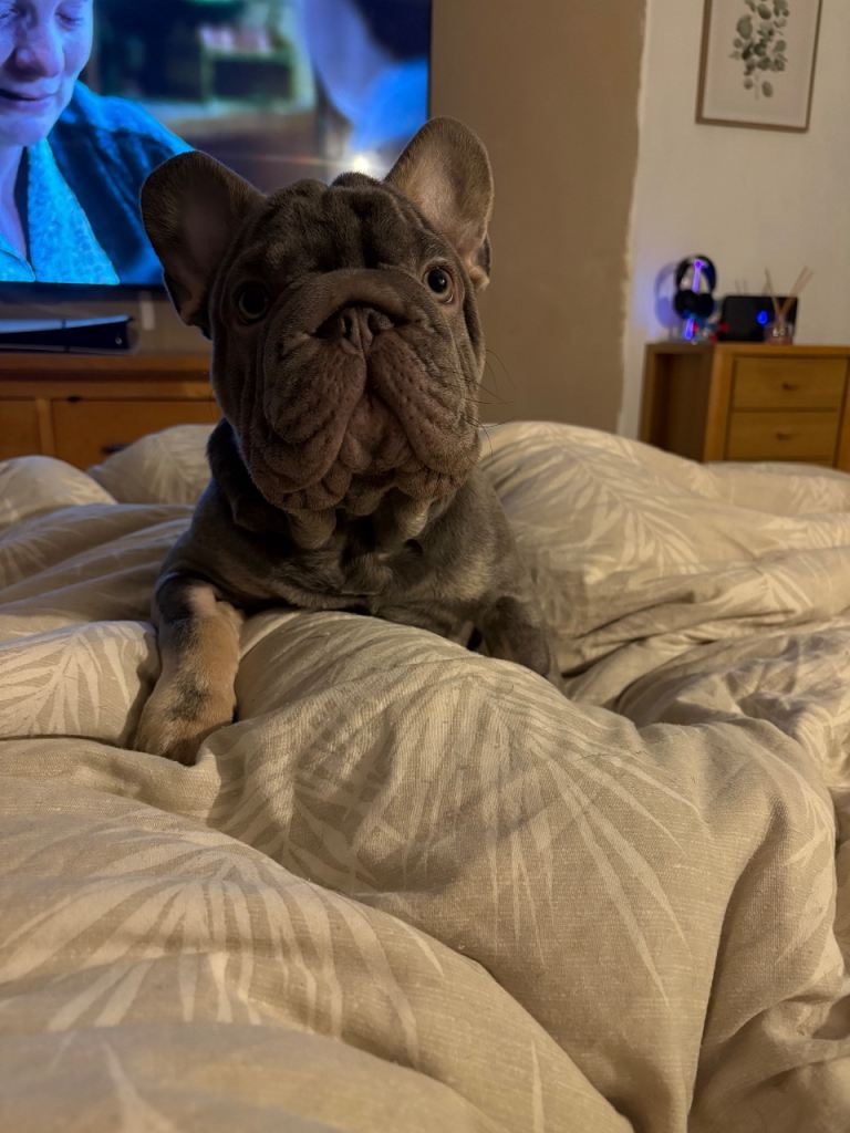 Male French bulldog
