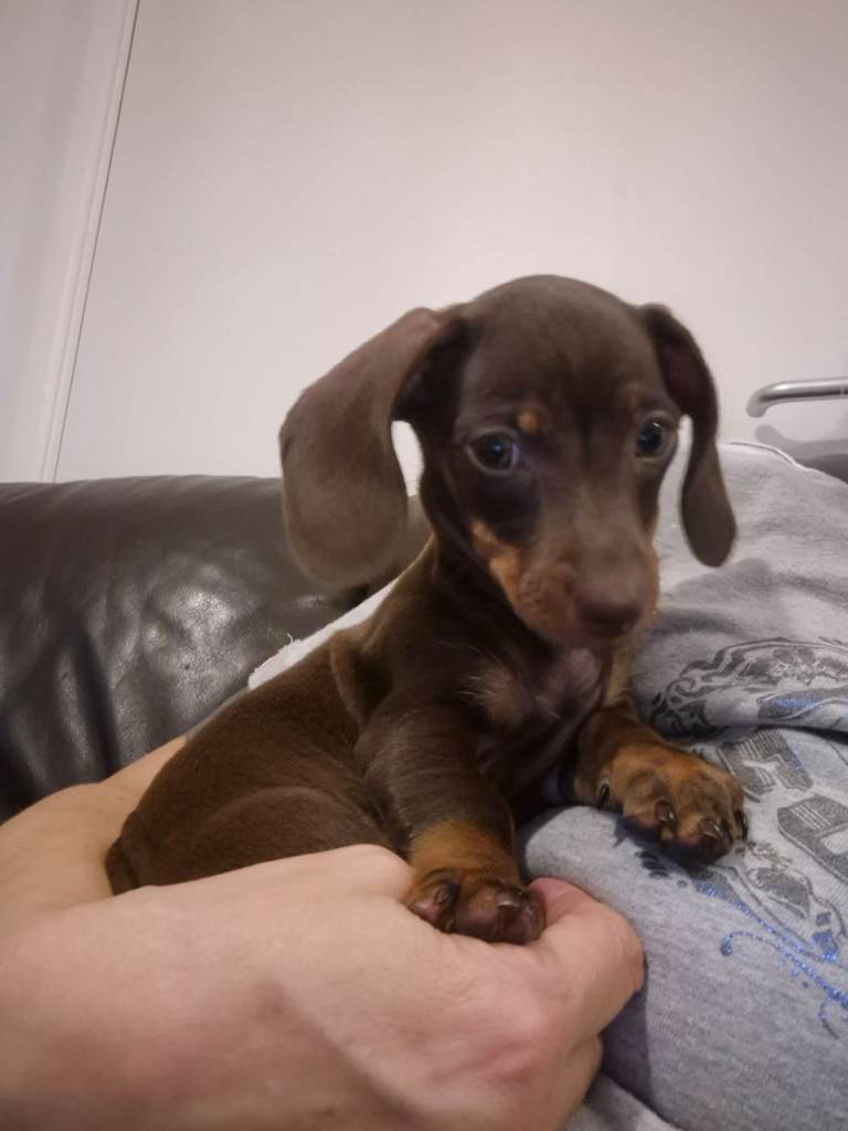 Chocolate Dachshound 9 weeks old 