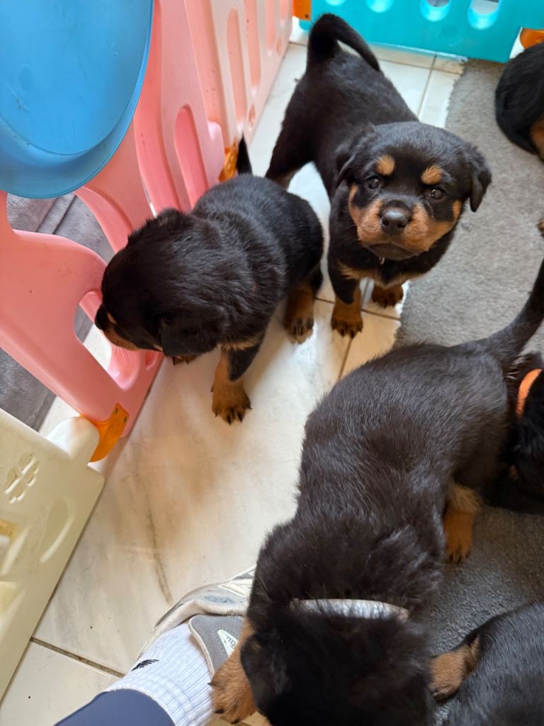 Chunky Rottweiler puppies 