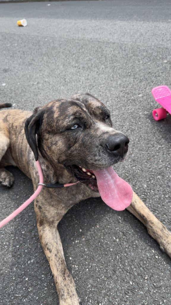 3 Year Old Female Cane Corso