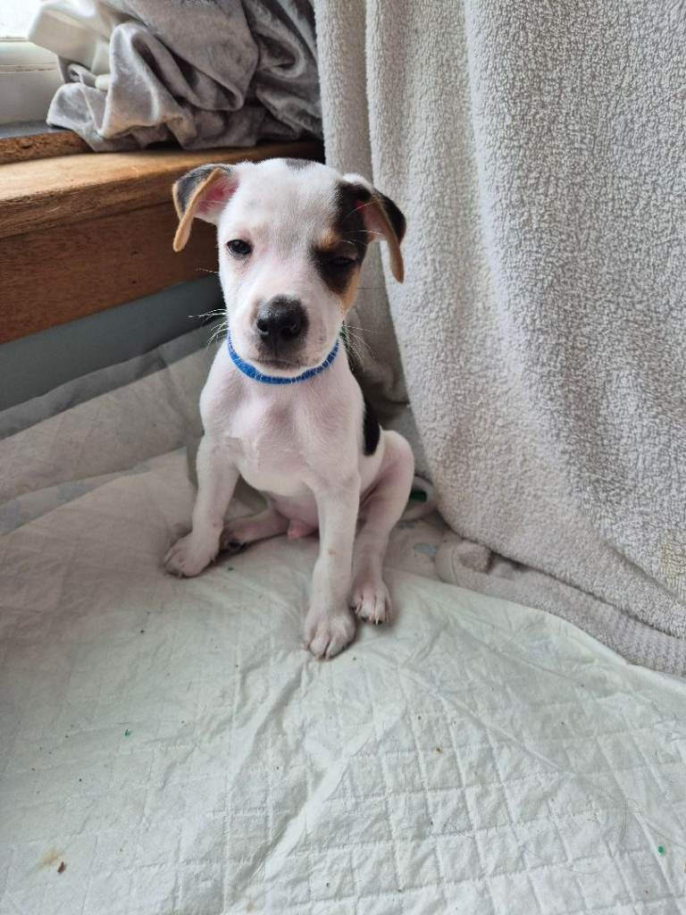 Jack Russell Puppies for sale 