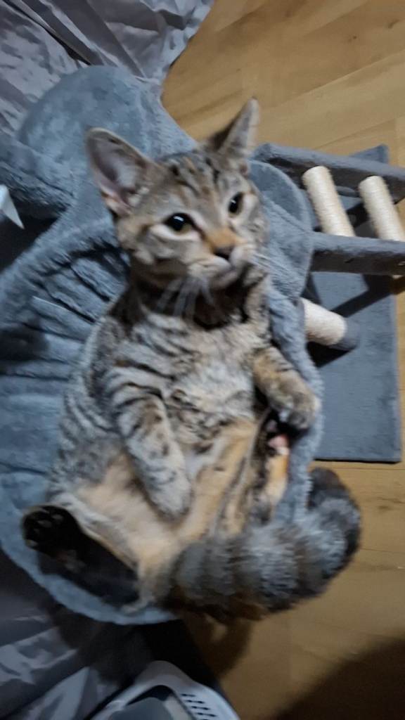 Bengal cat 6 month old 