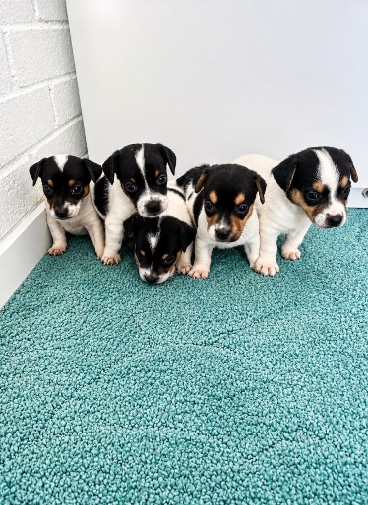 Jack Russell Puppies