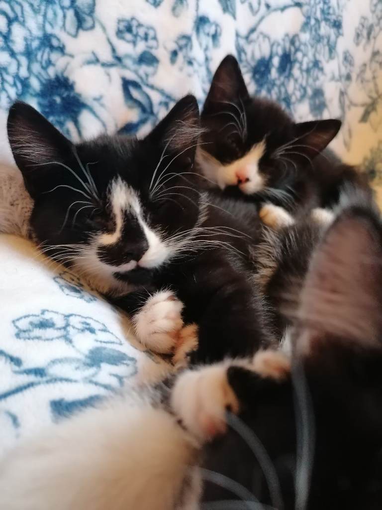 Kittens