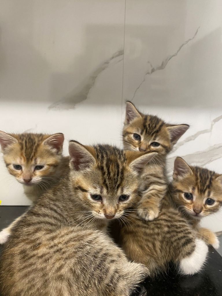  Gorgeous Friendly Tabby Kittens – Ready For Forever Homes