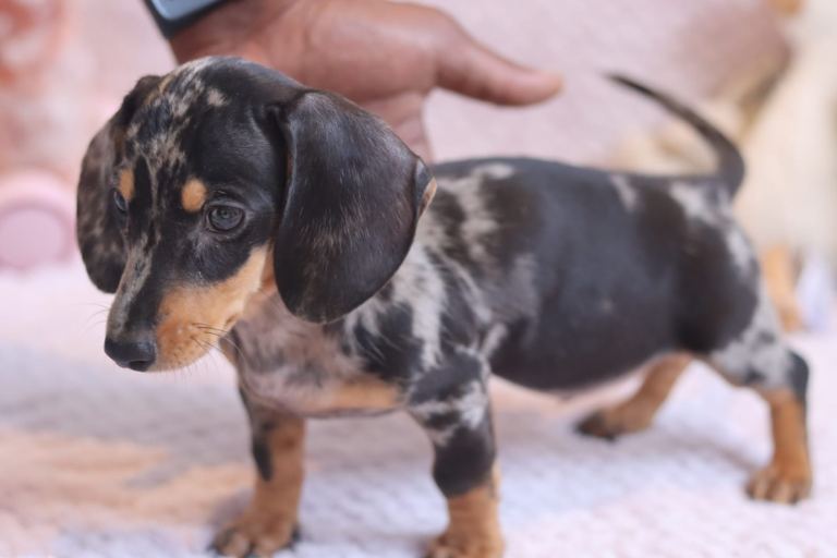 1 Silver Dapple Male Miniature Dachshund Puppy