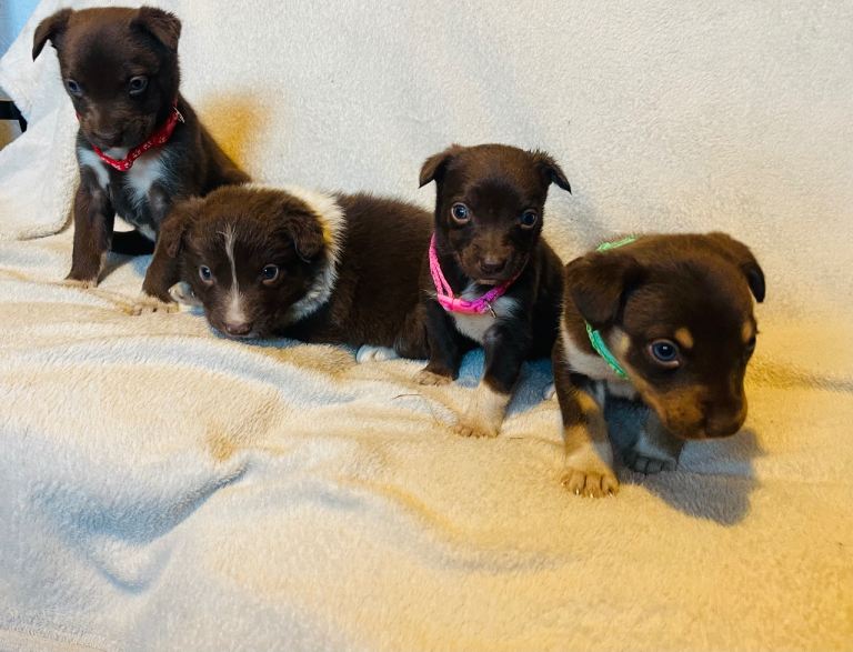 Australian Kelpie x Border Collie Puppies