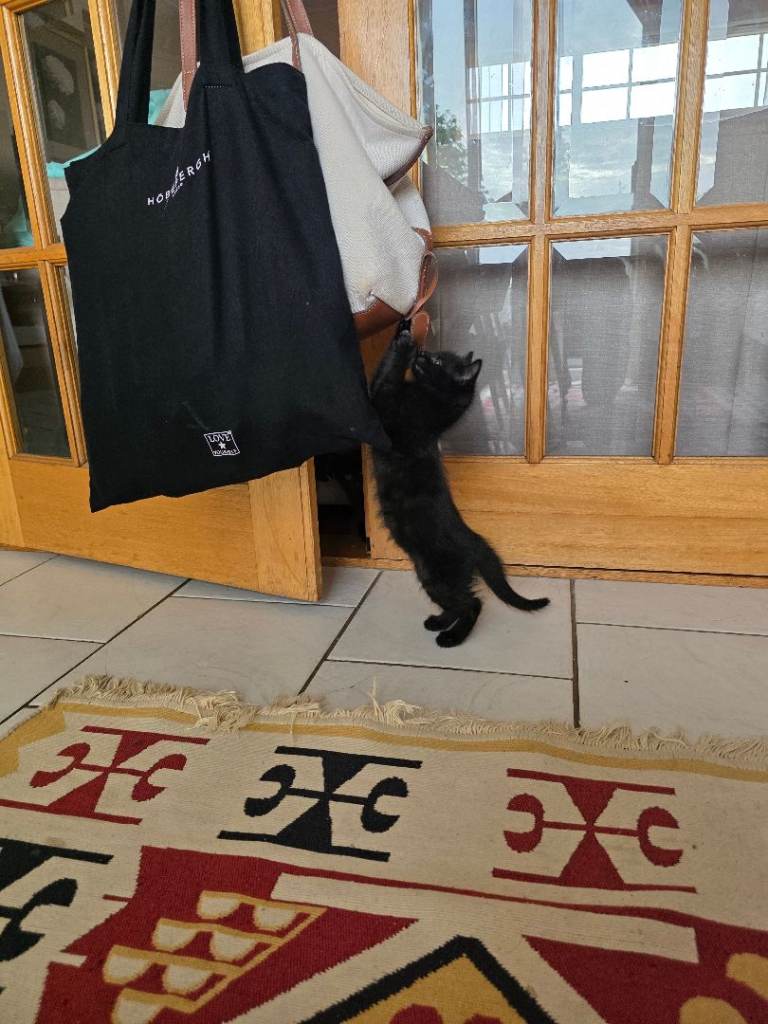 3 kittens for sale, 2 fluffy and 1 not fluffy 