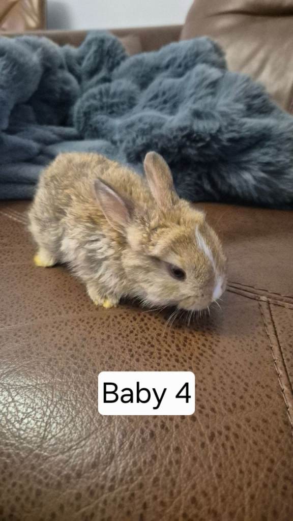 Cute bunnies mixed breed.