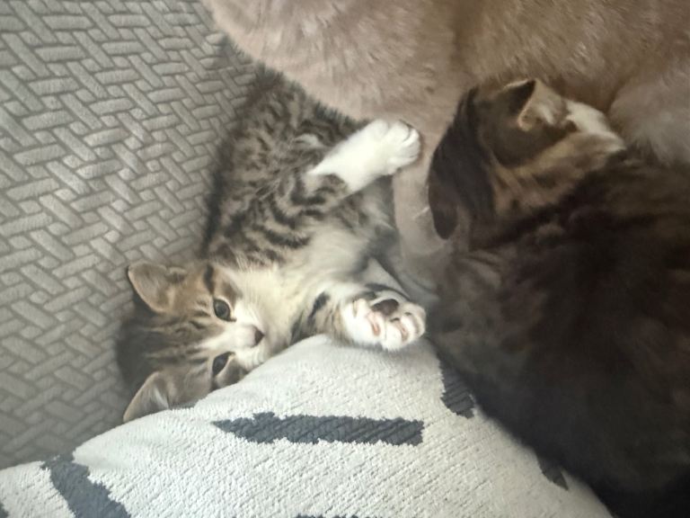 British short hair kittens 