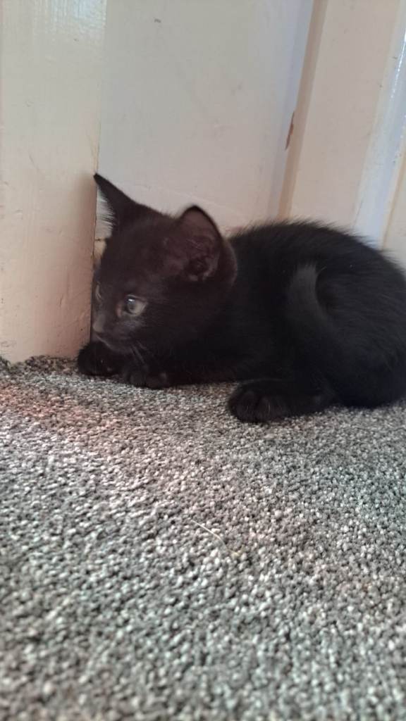 Black male kitten