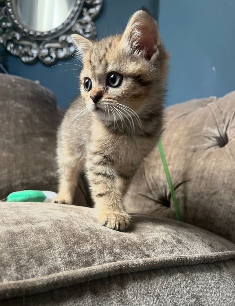 Golden tipped and Golden Tabby BHS kittens