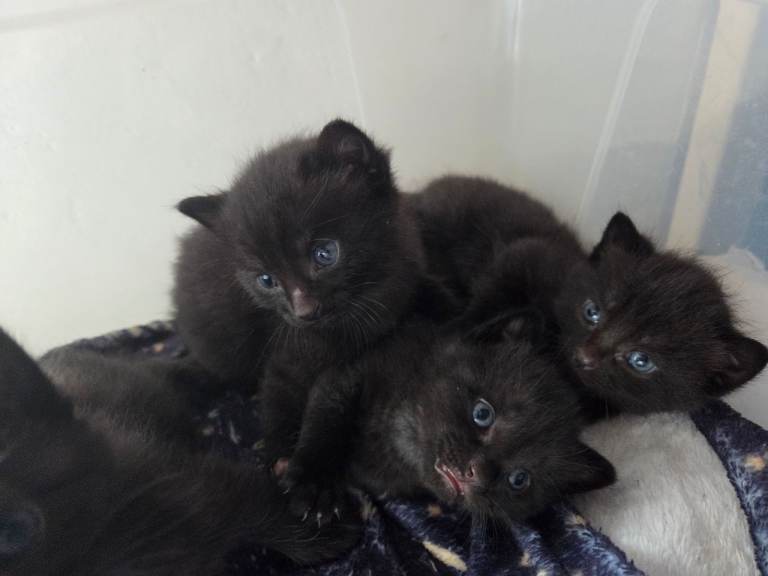 Beautiful black/ slight blue kittens