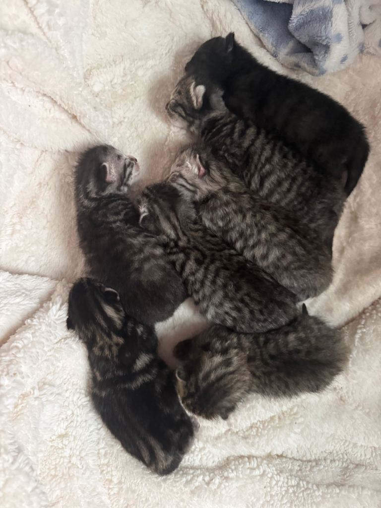 Kittens for sale