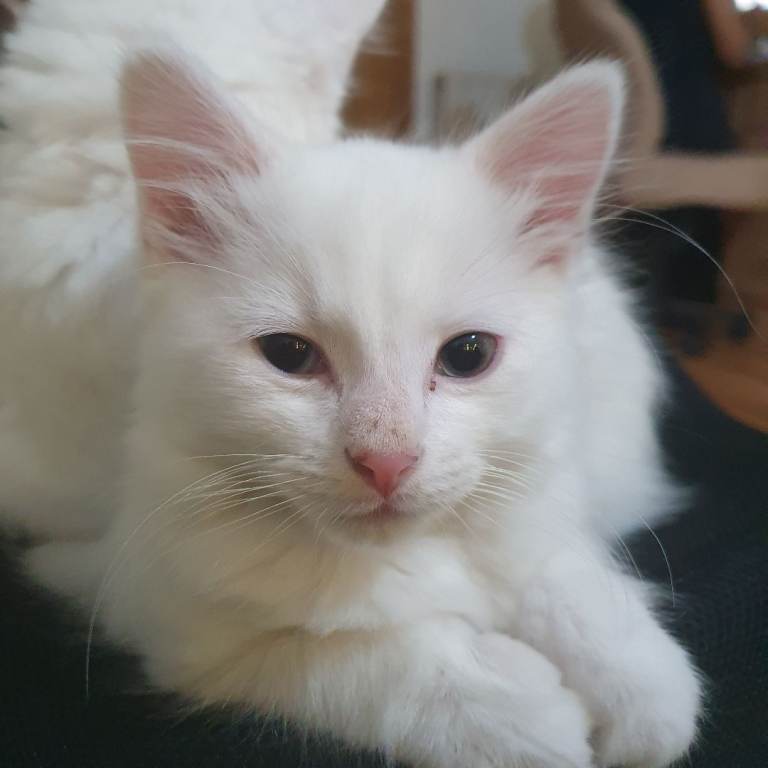 Turkish angora pure white cat male