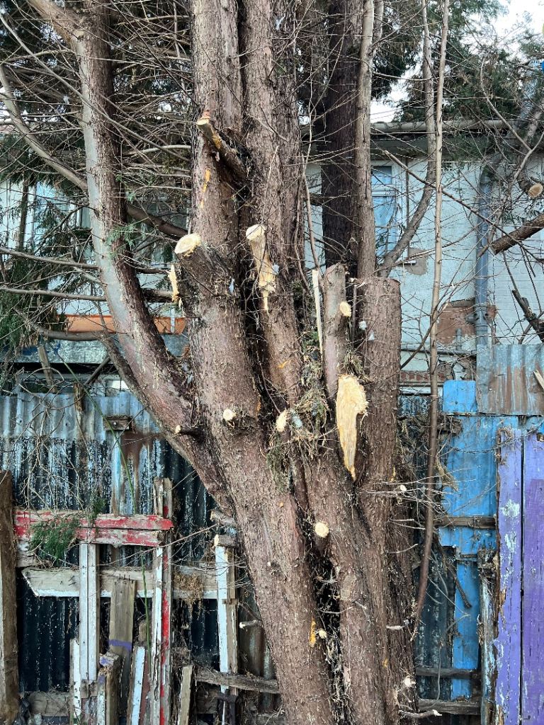 Tree cutting and removal and hedges trimming 