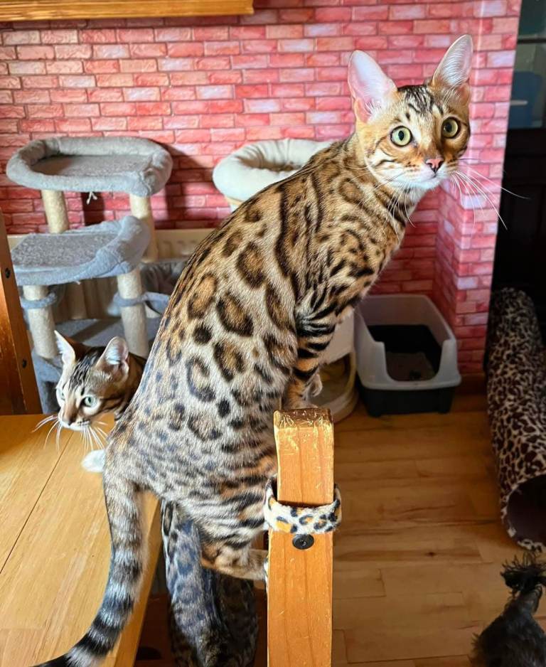 Registered Bengal girl.