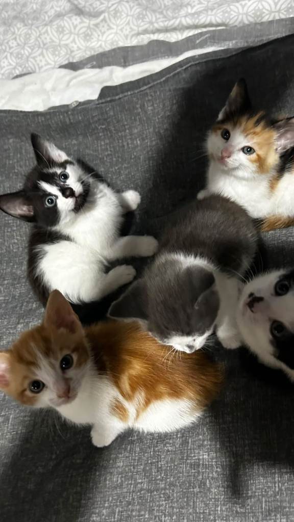 5 Adorable Kittens for Sale - £300