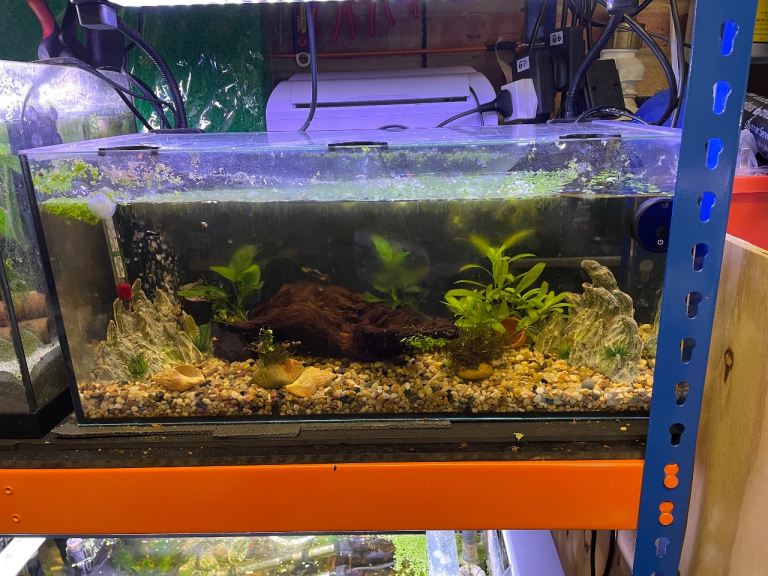 Complete fish tank with guppies 
