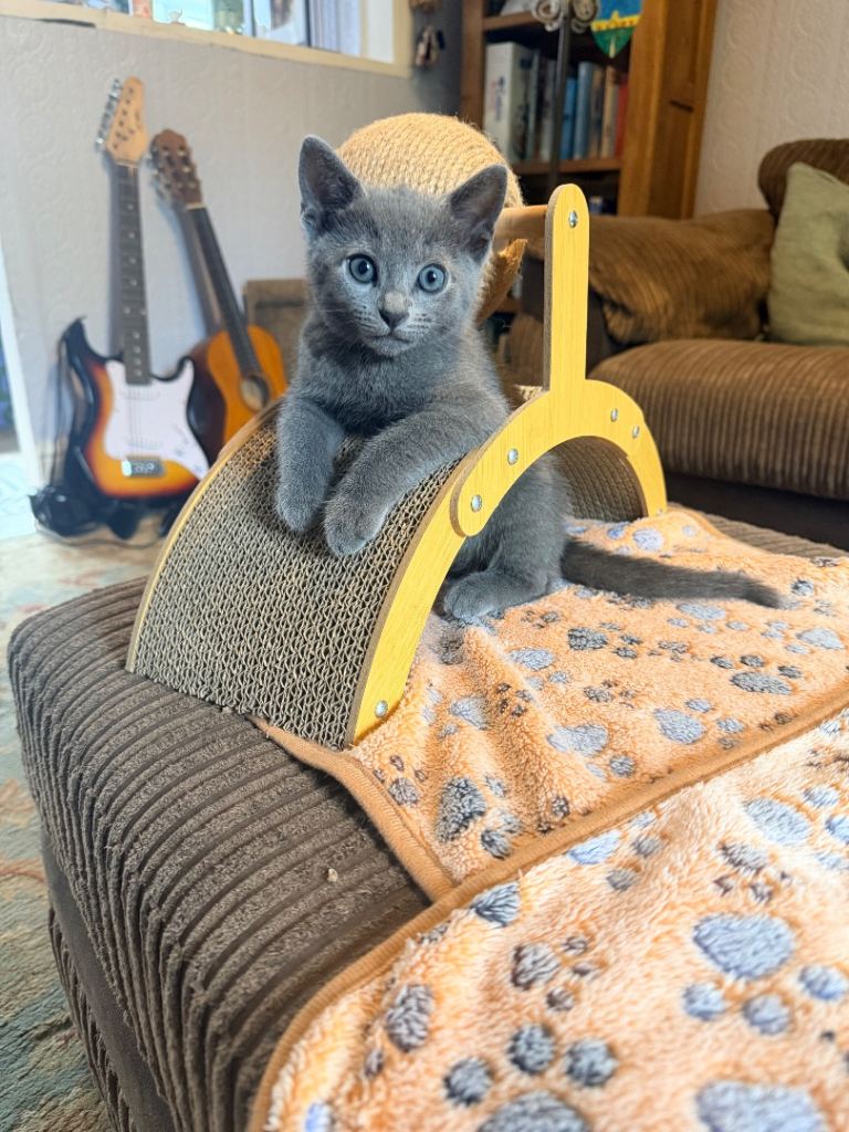 Russian blue cross kittens 