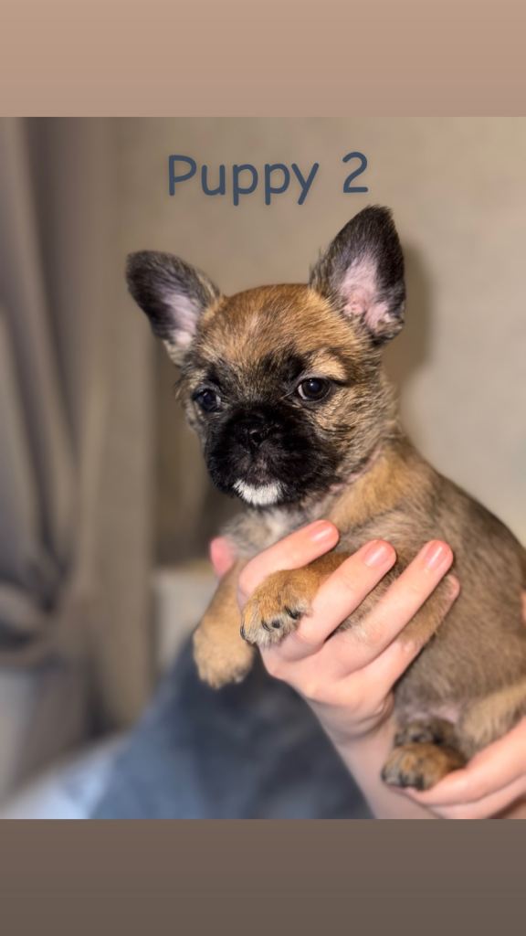 Pug Shih Tzu X French bulldog 