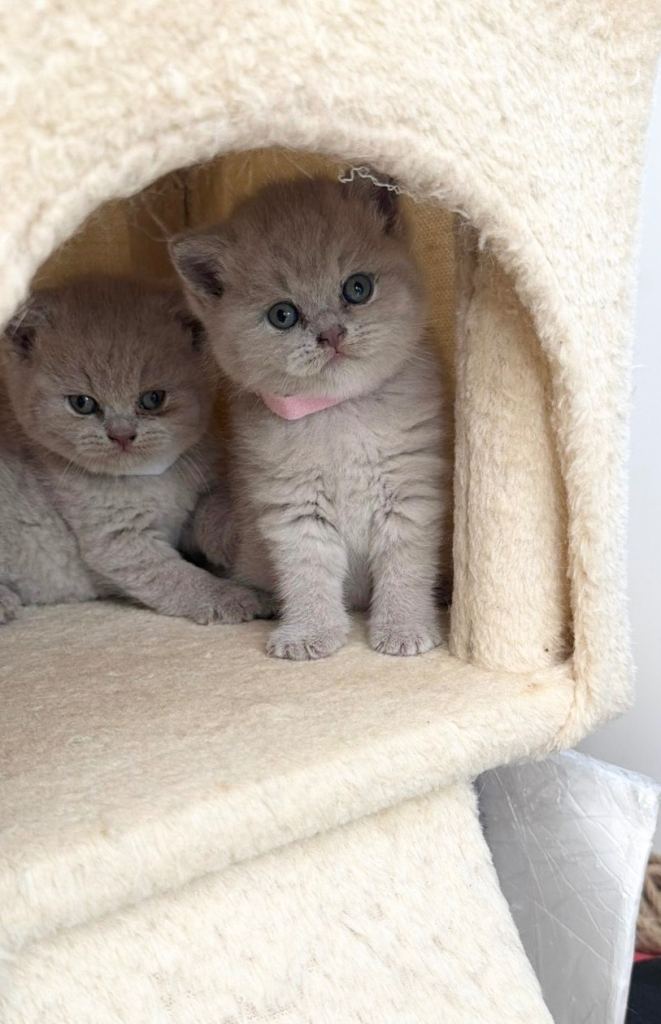 LATVIAN BRITISH SHORTHAIR (LILAC)