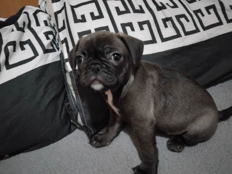 Last female frug puupy