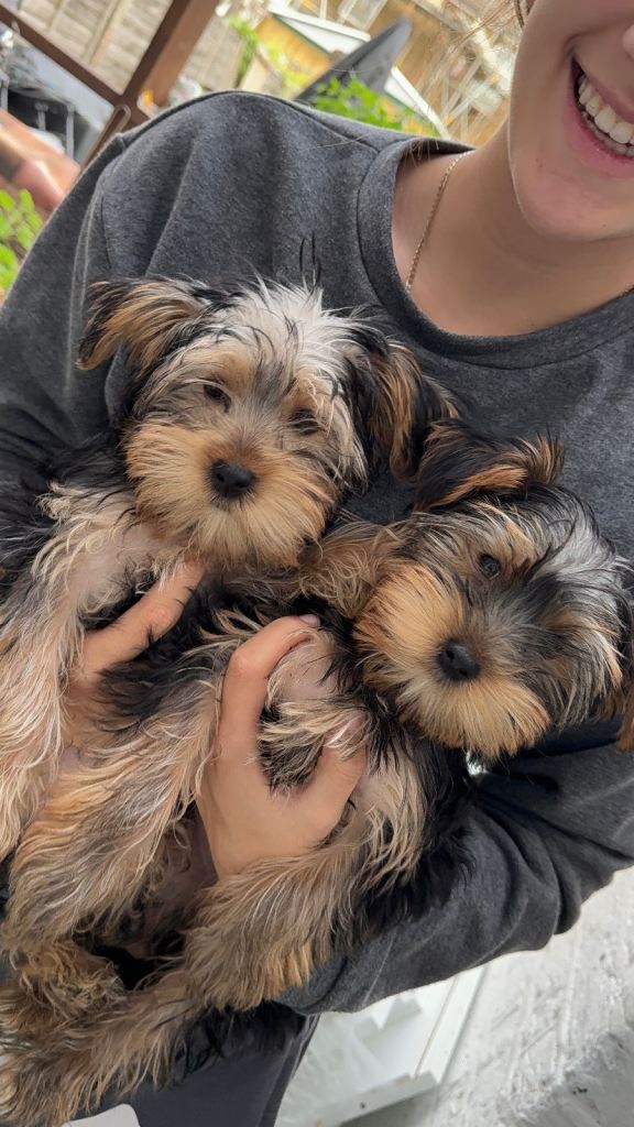 Adorable Yorkshire Terrier girl puppies