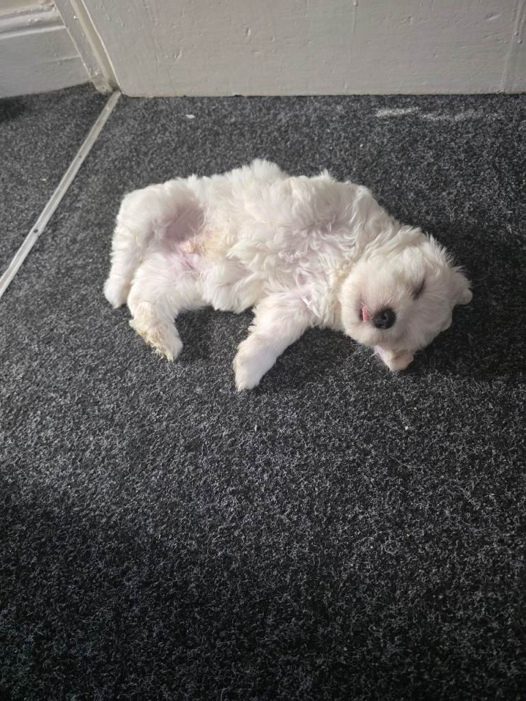 Bichon Maltese 