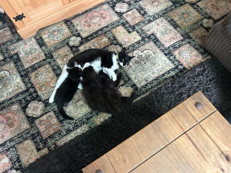 2 kittens looking for loving homes
