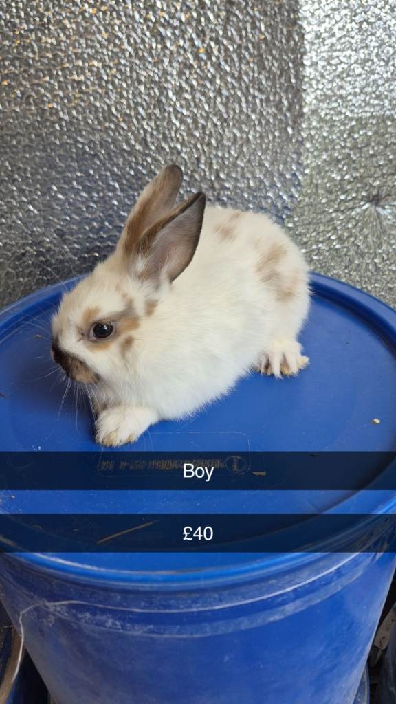 Baby Lionhead Rabbits 8 week old, handled daily 