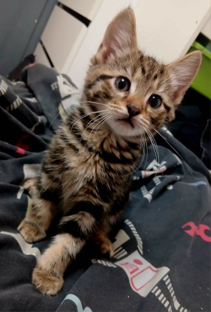 Tabby kittens,  READY NOW