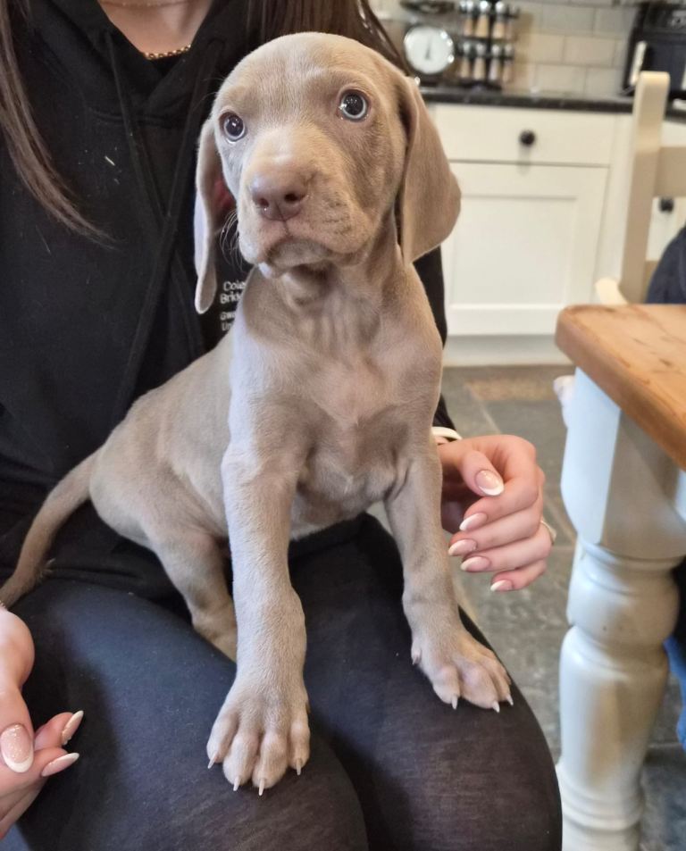 Stunning  Weimaraner Puppies