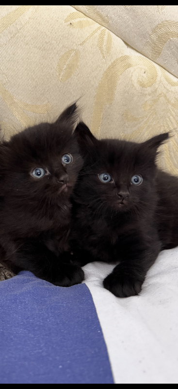     Sweet Kittens – Ready for Their Forever Home❤️