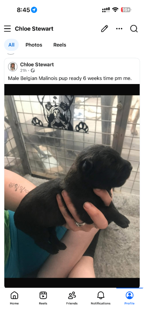 1 Belgian Malinois male pup 
