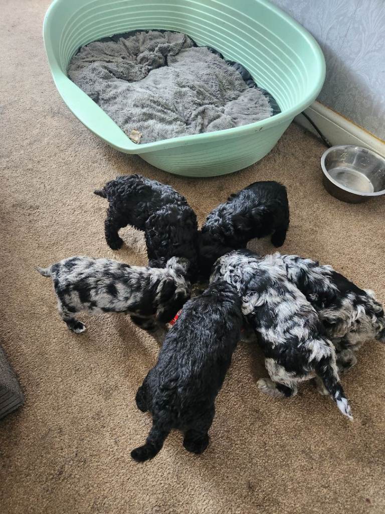 Puppies for sale 
