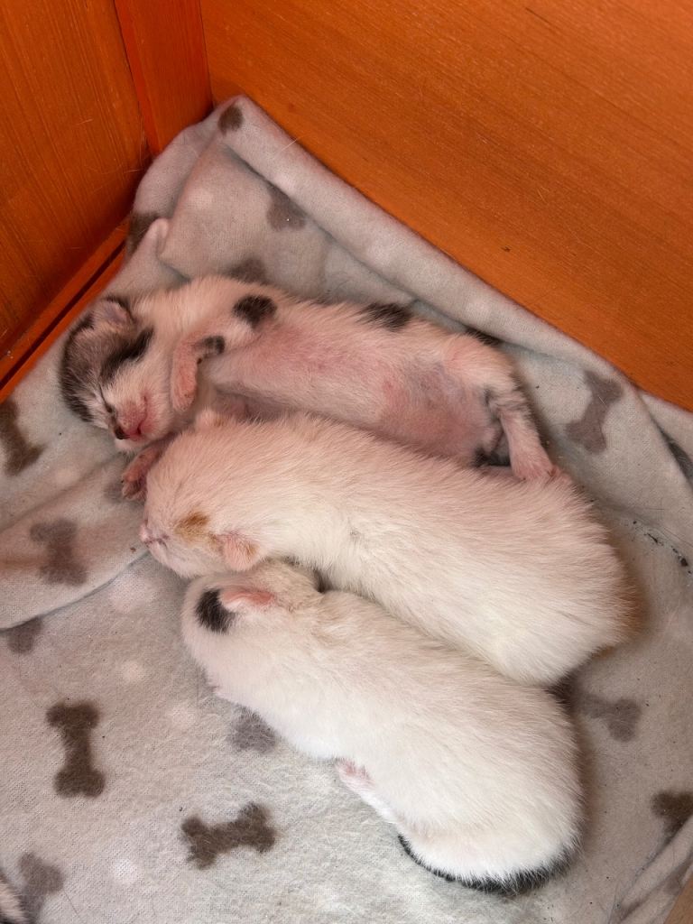 Kittens 
