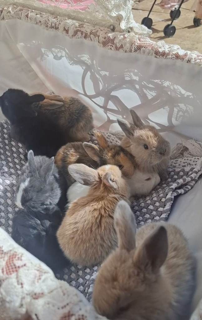 Mini Lop Bunnies £90 each