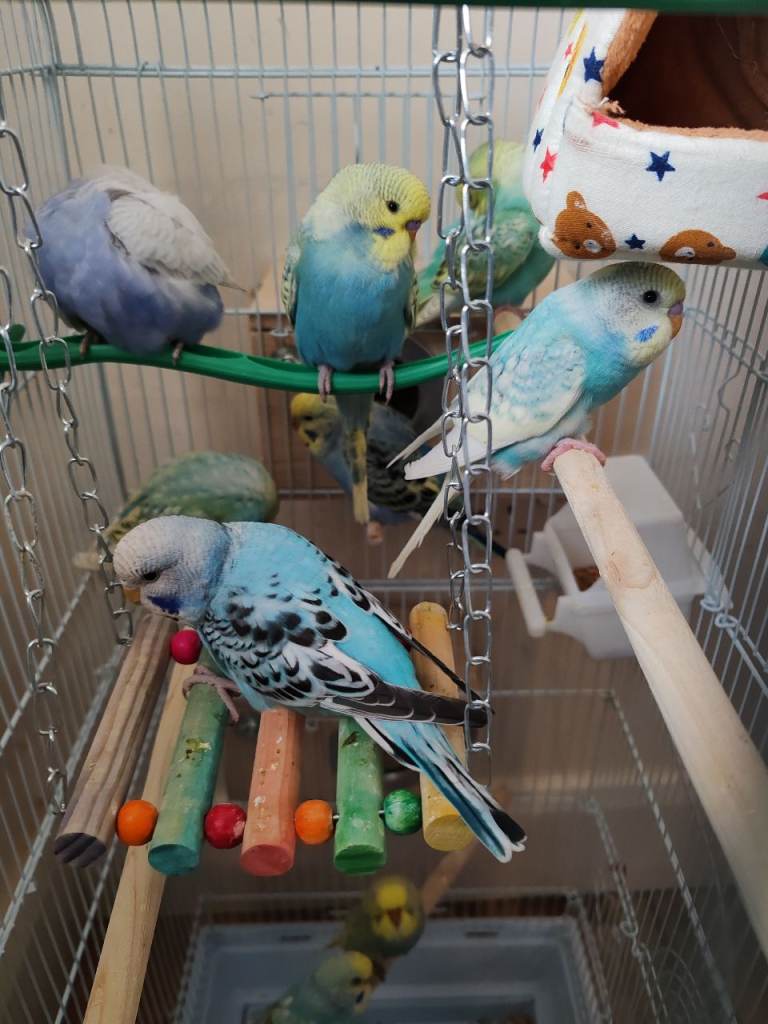 Budgies 2 Months old