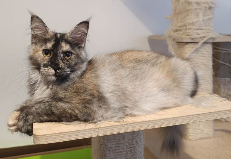 Outstanding Tortoiseshell Maine Coon Girls – Ready Now