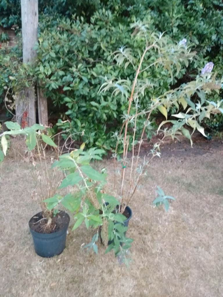 Buddleia plants