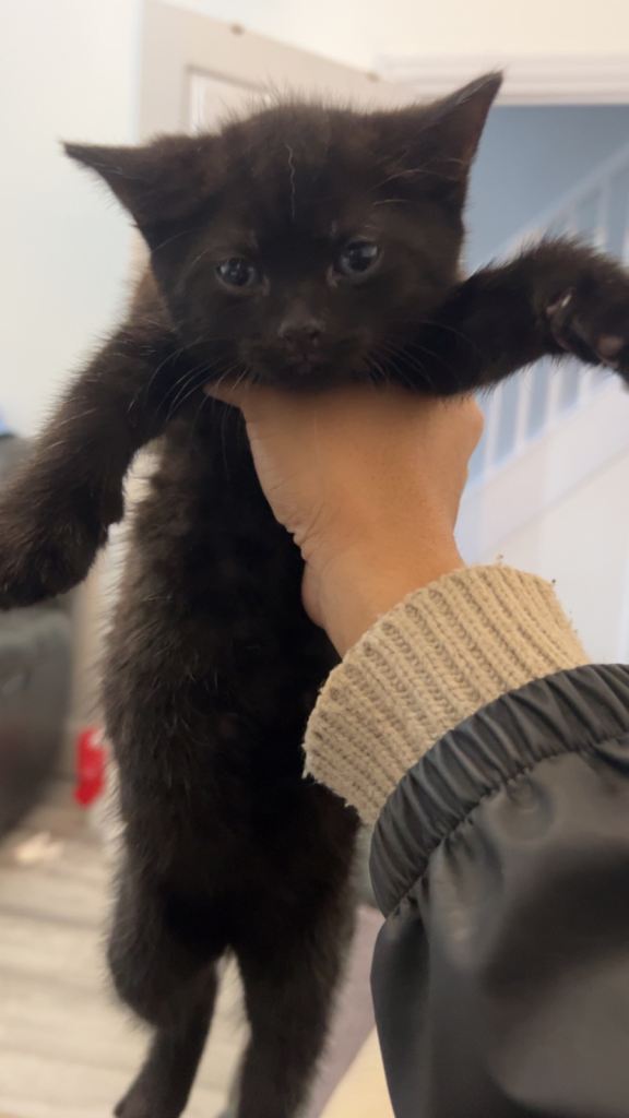 3 Adorable Male Kittens Ready For New Home