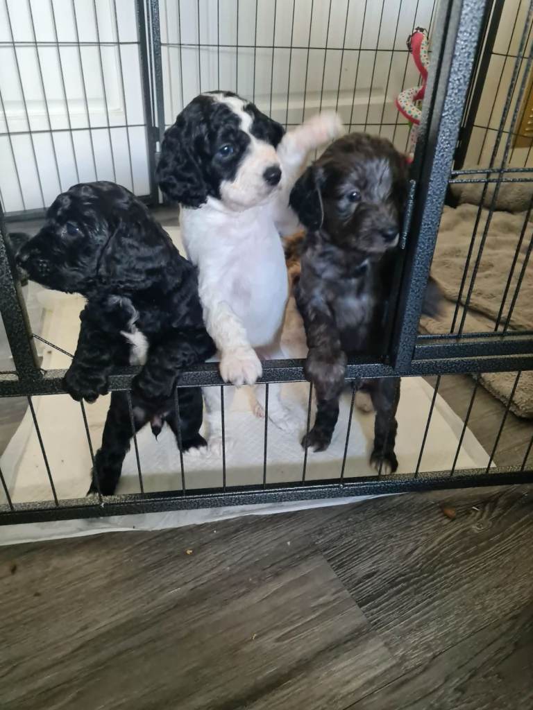Cockapoo puppies 